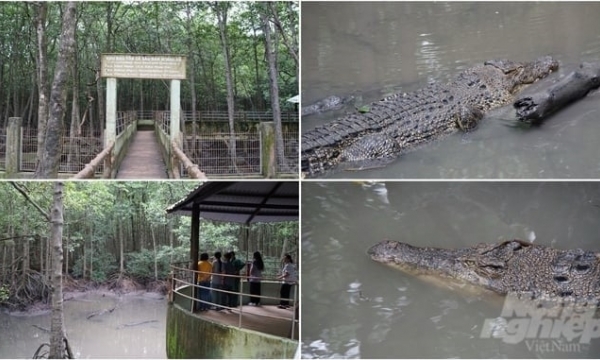 An escape for the crocodile industry